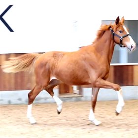 HESSELHOEJ.DK AUKTION