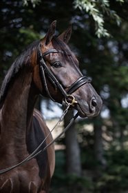 HEILINE'S FÜRST DANCIERO