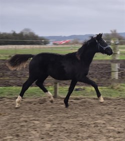 GRØNNEMOSE'S PEARCY LTG