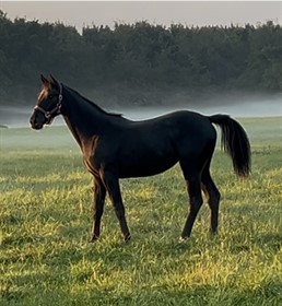 LYBECH'S BELOVED BELLIS