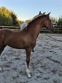 LØGEHØJS FIRST EDITION