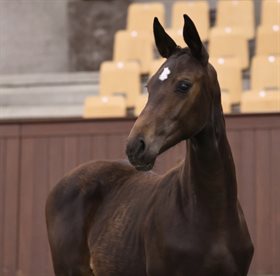 GRØNTANGS MISS MOLLY