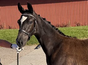 GRØNHØJS MISS PURPLE ROXY