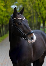 LYNGBJERGBO’S ANTONIUS 