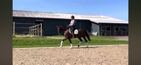 HØJGAARD DRESSAGE