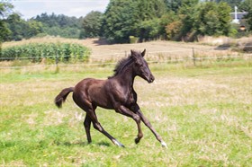 BRANGSTRUPGÅRDS FAIRY MAGIC