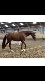 VESTERMARKENS REALITY