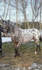 REFSGAARDS PINA COLADA