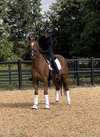 HANSEN DRESSAGE 