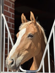 GOLDIKOVA Z