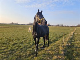 KIRSEBÆRGÅRDENS MOËT