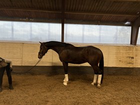 LYNGBJERG'S FÜRST A VEGAS