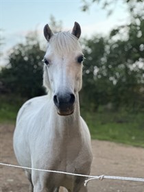 KROGGAARDENS CYMRO MAGIC (DNK)