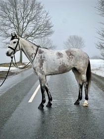 HIGHSAND FROZEN LA'BE DWB