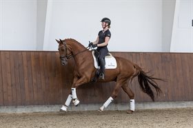 HESSELBJERGS ZELECTION SPRING