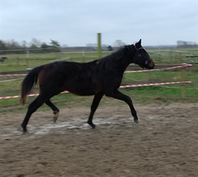 GRØNNEMOSE'S BON LAVIAN LTG