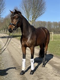 HØJGAARDENS MISS DIOR