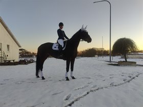 NORDENTOFT'S FELINA
