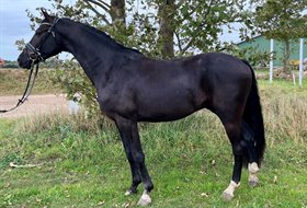 TEGLGAARDENS BLACK TAISON