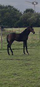 FREDENSDALS VIVA VISION