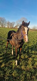 HØJGAARDENS SHAKIRA