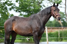 BREDKÆRGAARDS FINESS