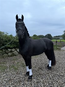 APOLLO