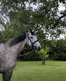 VILSBÆK SPIRIT