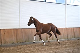 BAUNEHØJENS FAVORIT