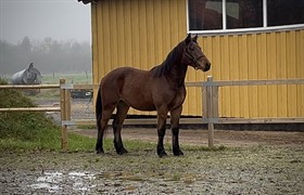 MAJLUND DRESSAGE