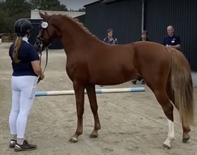 HINDBÆRHAVENS BARRICHELLO