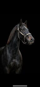 AAGAARDEN’S ST.SUNNEVA 