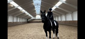 MOARHOF'S STELLA DI GIANNI