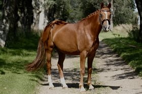 BELLA DONNA 172