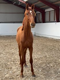 BJÖRKLUNDS VALISSIMO