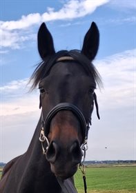 KNUDSMARK'S ST. SELINA