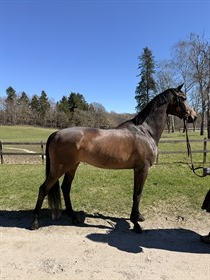 SLUTTERUPGAARD SANDY