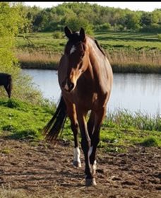 KALLEMOSEGAARDS DELICIOUS