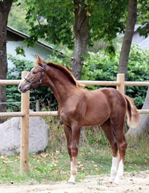 MELLERGAARDS DYNAMIC STAR