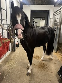 DORTHEALYST RHIANNON (DNK)