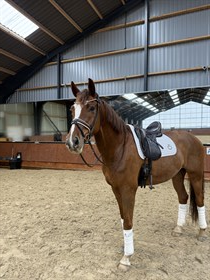 GØRKLINTGÅRDS SALERNO