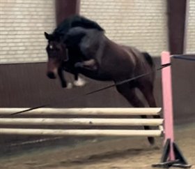 CASSIOPEIA STENERSGAARD