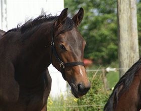 SØHOLM'S DIVA