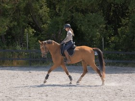 HOLSEGAARD'S MACCOY