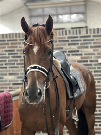 SIGSGAARDS SIR DIAMOND