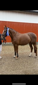 KILDEBOS SPECIALLINE