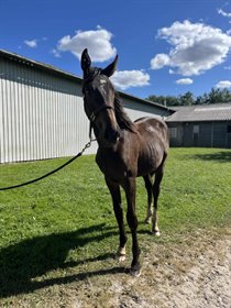 LILLEMUNKHOLM'S APPLEJACK