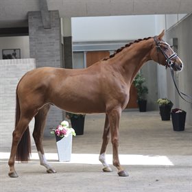 HESSELHOEJ.DK AUKTION