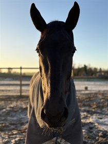 BORBJERGS BLACK BEAUTYFULL