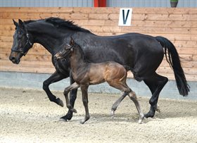 BREDKÆRGAARDS FIRST DIVA DELUX